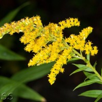 Canadian Goldenrod